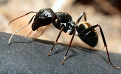 Ant