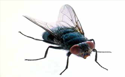 Flies