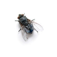 Flies